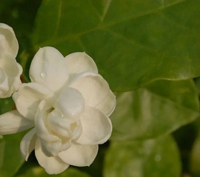 Utvalgskriterier for sjasminblomster