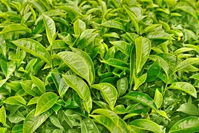 Global Tea Industry Brief i 2023