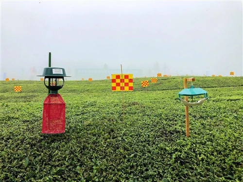 Kina-Africa Green Tea Supply Chain Cooperation blir dypere